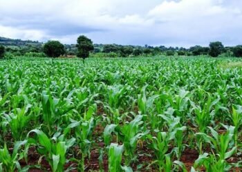 High Fertiliser Costs Force Farmers to Abandon Rice, Maize Cultivation