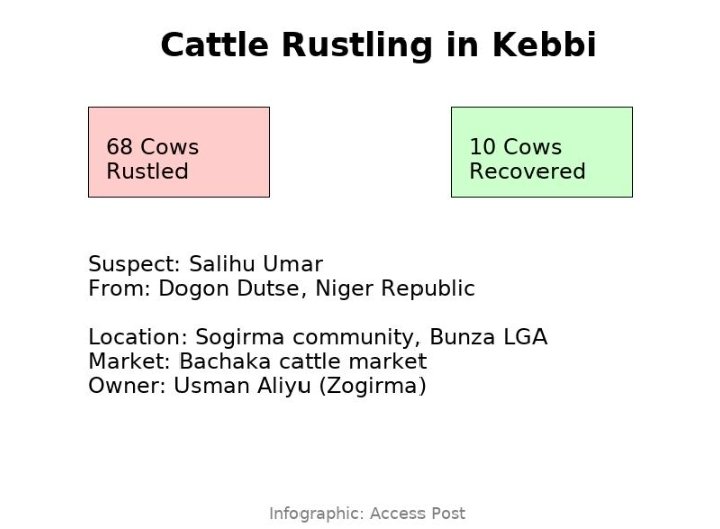 Police Arrest Suspected Cattle Rustler in Kebbi, Recover 10 Stolen Cows