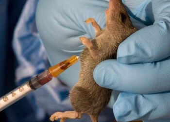 Lassa Fever Claims 168 Lives Across 21 States — NCDC
