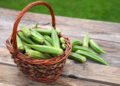 Okra Water Gains Attention For Blood Sugar Control Among Diabetics