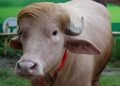 A Blond Buffalo Named After America’s President Is Drawing Bigger Crowds Than Most Politicians