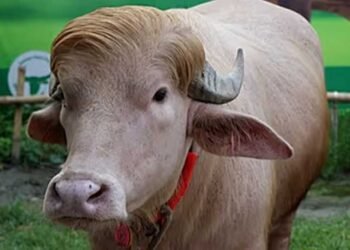 A Blond Buffalo Named After America’s President Is Drawing Bigger Crowds Than Most Politicians