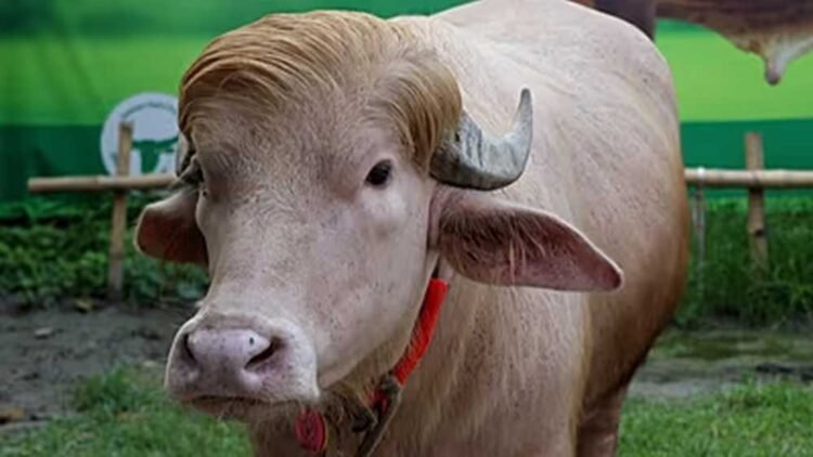 A Blond Buffalo Named After America’s President Is Drawing Bigger Crowds Than Most Politicians