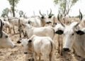 Police, Vigilantes Recover 245 Rustled Cattle In Kaduna Operations