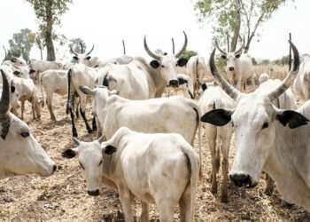 Police, Vigilantes Recover 245 Rustled Cattle In Kaduna Operations
