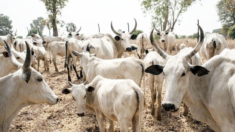 Police, Vigilantes Recover 245 Rustled Cattle In Kaduna Operations